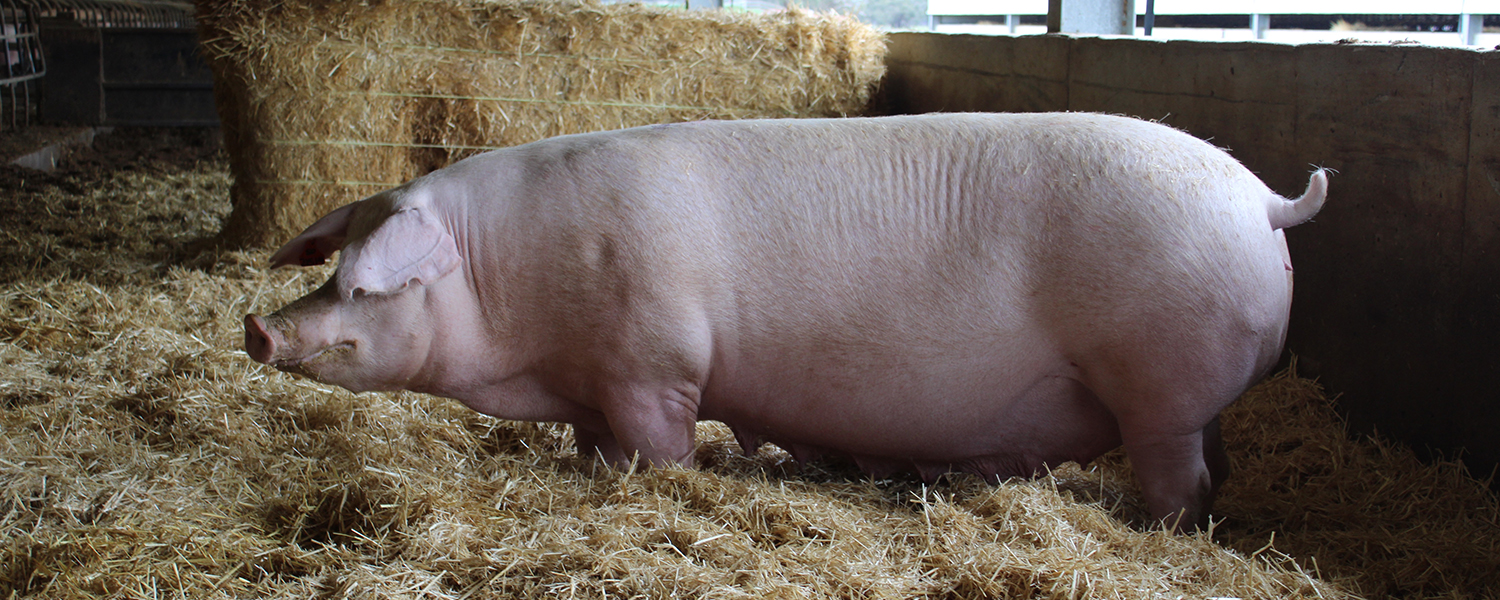myora-pig