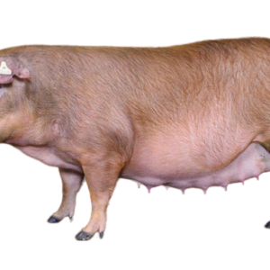 Duroc