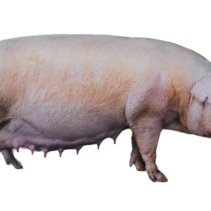 Landrace